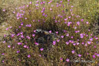 clarkia.drift.35mm.KI8Q5217.jpg (241713 bytes)