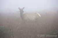 Elk-1.inmist.KI8Q7889.jpg (112754 bytes)