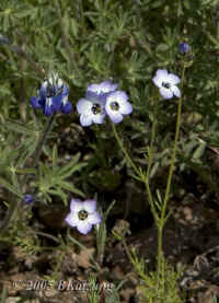 birdseyegilia.70mm.crop-port..nice.KI8Q3541.jpg (104429 bytes)