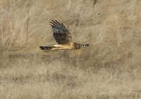 northernharrier.crop.KI8Q8884.jpg (146334 bytes)
