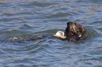 otter+clam.opt-crop.CRW_1703.jpg (137058 bytes)