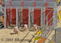 pigrace.startinggate-1.KI8Q5368.jpg (175208 bytes)