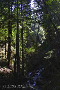 talltrees+creek-24mm.psadj.KI8Q8995.jpg (165178 bytes)