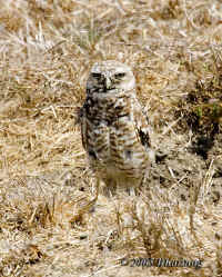 owl.adult.tightcrop.good.port.KI8Q6041.jpg (176709 bytes)