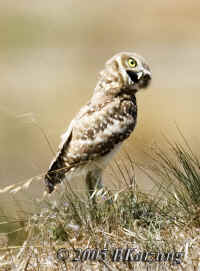 owl.turninghead.beakopen.tightcrop.KI8Q6342.jpg (161497 bytes)