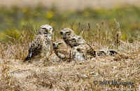 owls5.tightcrop.CRW_1186.jpg (211183 bytes)