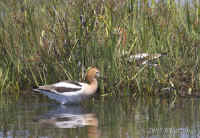 avocet.onnest+spouse.crop.KI8Q4353.jpg (135186 bytes)