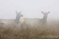 Elk-2.inmist.KI8Q7884.jpg (111604 bytes)