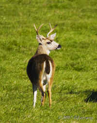 deer-1buck.560mm.KI8Q2121.jpg (172397 bytes)