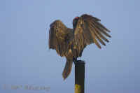 vulture.onpostwingsout.KI8Q2077.jpg (144354 bytes)