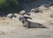 ElephantSeals.male+fems+pups.KI8Q0741.jpg (120592 bytes)