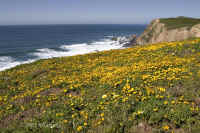 goldfields-on-headland.24mm.low+wide.PtReyes.050330.KI8Q3189.jpg (173824 bytes)