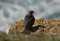 hawk.PtReyes.400mm.050330.KI8Q3205.jpg (112451 bytes)