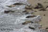 sea lions in surf-Chimney Rock.4897.jpg (140508 bytes)