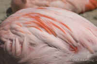 flaminogfeathers.KI8Q3815.jpg (70355 bytes)