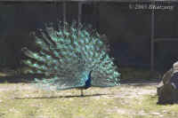 peacock.best.KI8Q3887.jpg (151409 bytes)