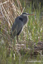 greatblue.MercedWLP.9805.jpg (109996 bytes)