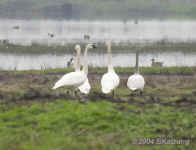 swans.Tundra.Isenberg.9290.jpg (124863 bytes)