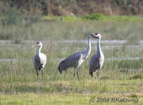 cranes.ingrass-marsh.sunny.9510.jpg (140164 bytes)