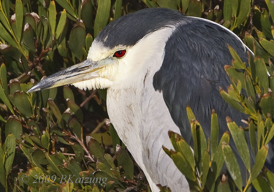 Black-crowned night heron