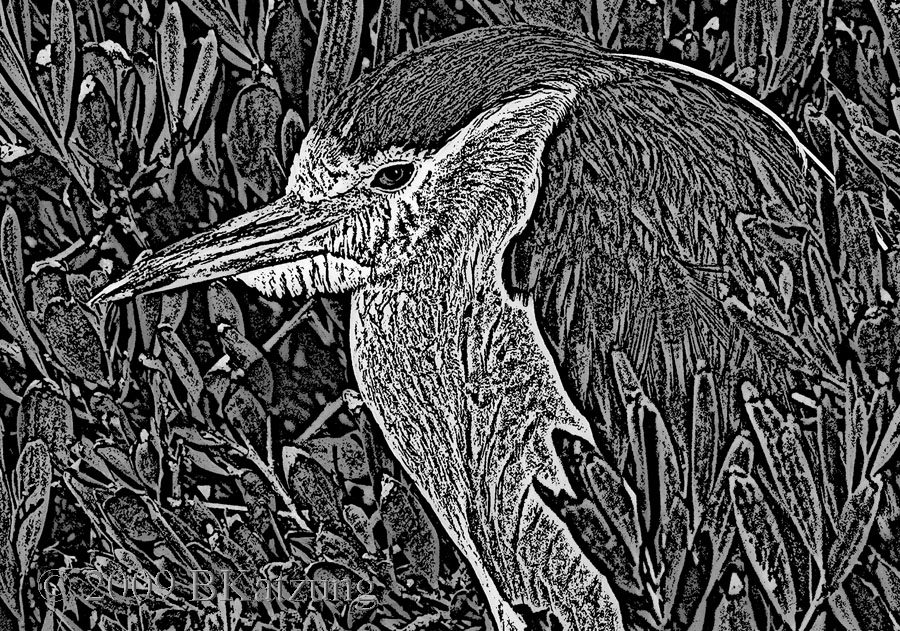 Black-crowned night heron, woodcut effect.
