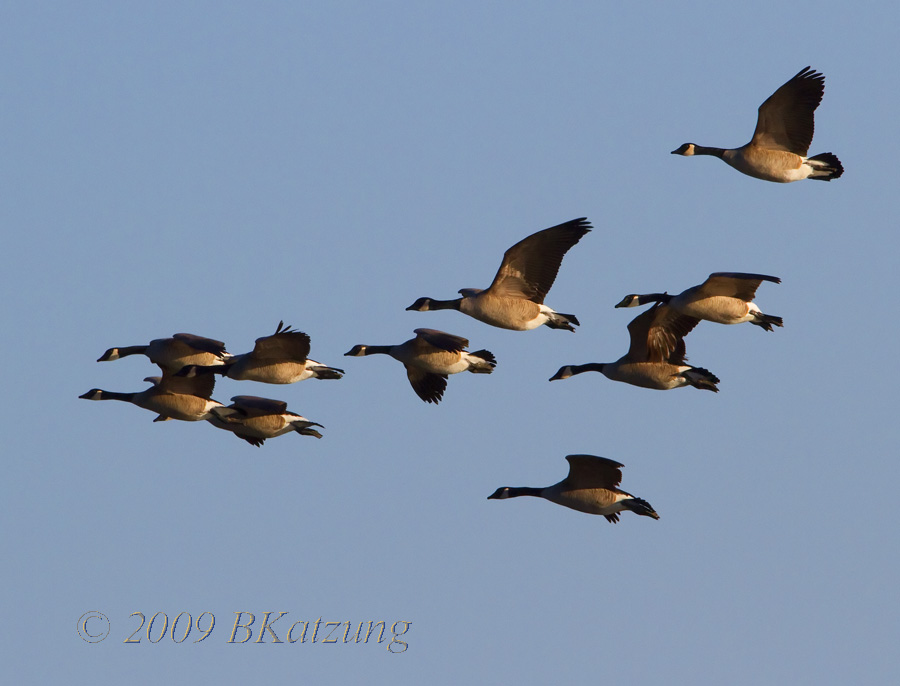 Canada geese, flying in formation