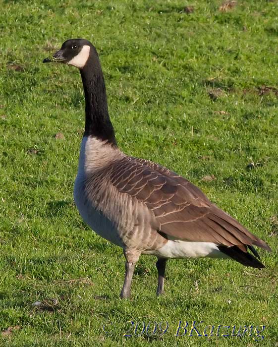 Canada goose, grazing
