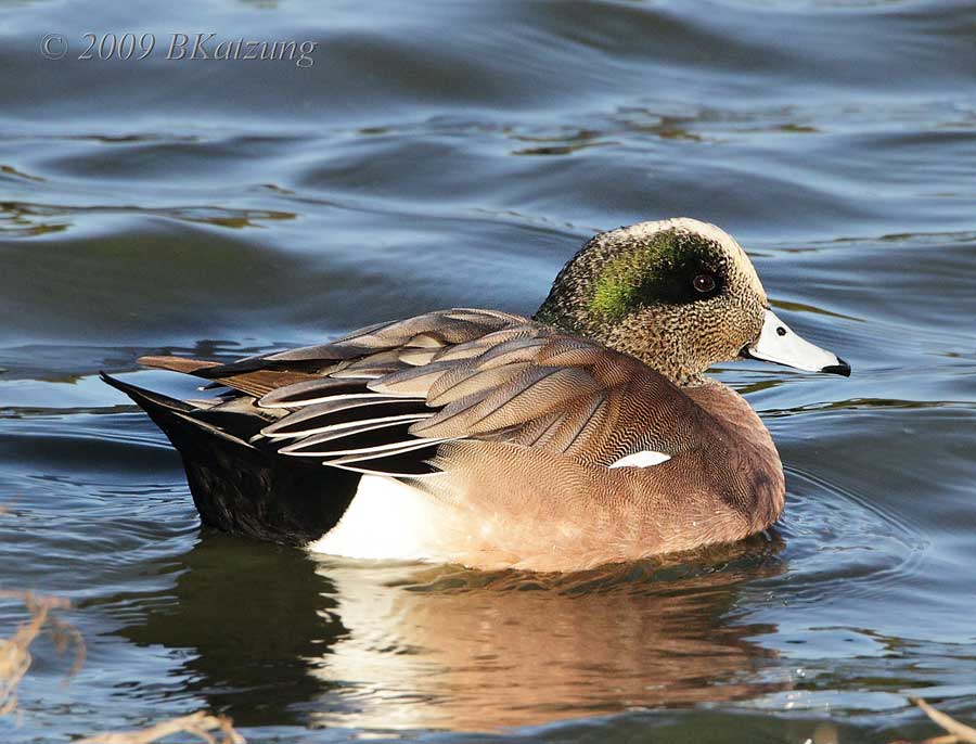 American Widgeon