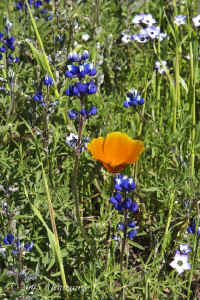 lupines+poppy+birdseyegilia.light+dark-super.KI8Q3538.jpg (137376 bytes)