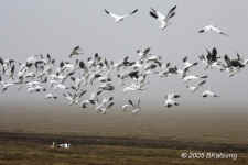 snowgeese.rising.afterLLanoSeco.KI8Q1378.jpg (99731 bytes)