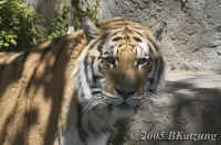 tiger.fullface.tightcrop.KI8Q3834.jpg (159388 bytes)