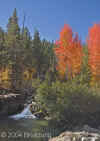 waterfall+aspens.8756.jpg (119795 bytes)