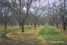 winterorchard.24mm.KI8Q1310.jpg (171858 bytes)