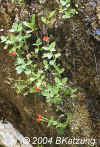CardinalMonkeyflowerMimulusCardinalis.Zion.5696.jpg (157688 bytes)