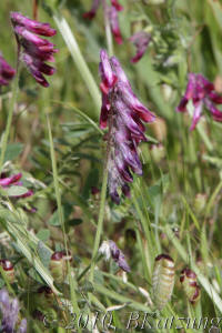 Bird vetch