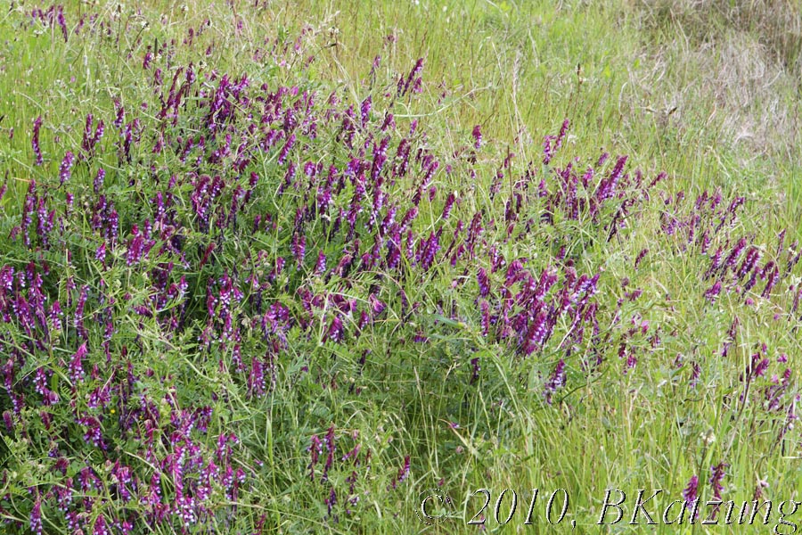 Bird vetch