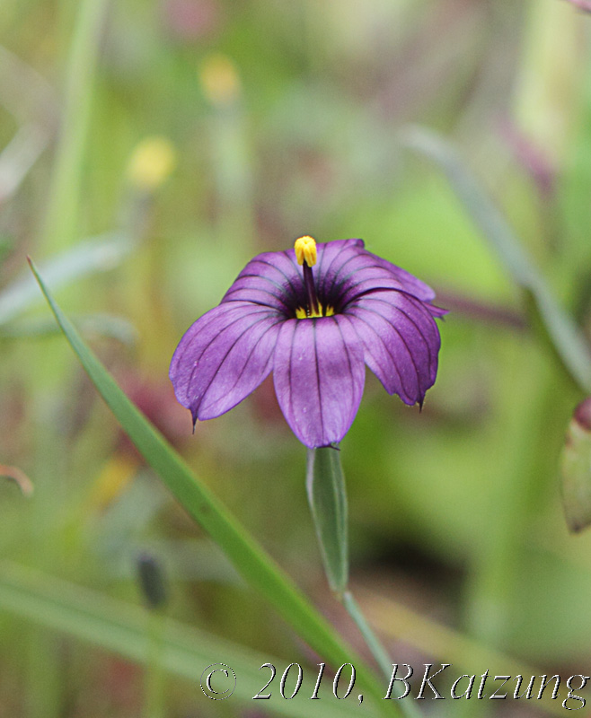 Blue-eyed grass