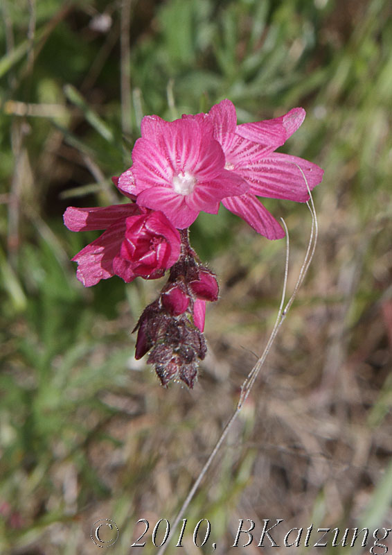 Checkerbloom