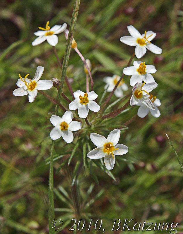 Common linanthus