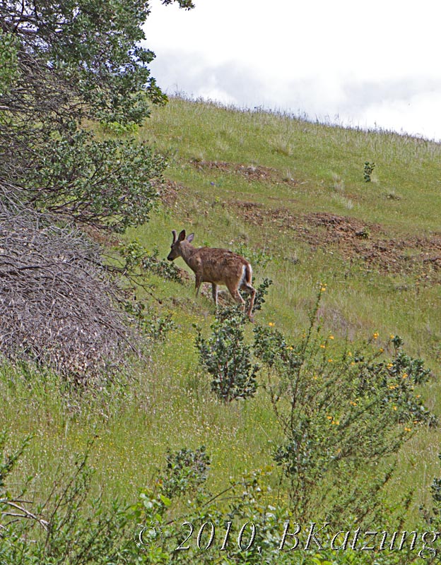 Deer on slope at Turtle Back Hill