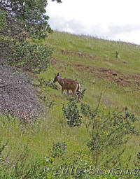 Deer on the slope