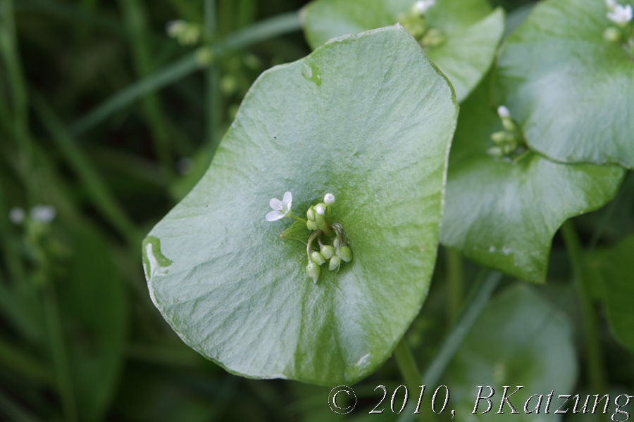 Miner's Lettuce