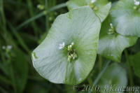 Miners Lettuce