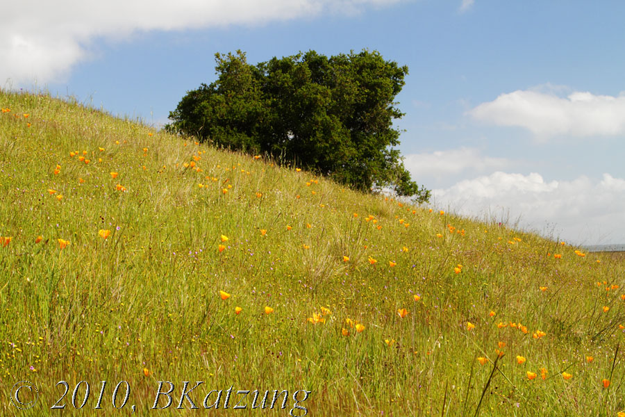 Hillside with poppies