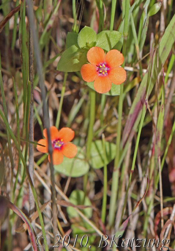 Scarlet pimpernel