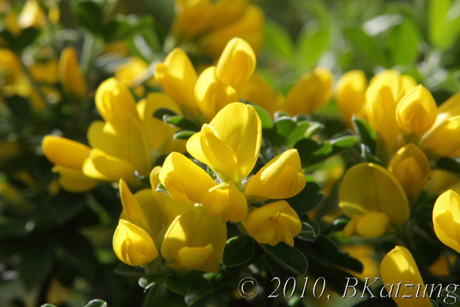 Close up of yellow bush lupine