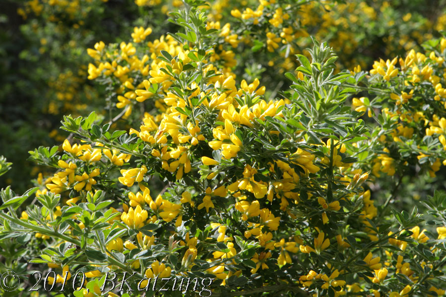 Yellow bush lupine