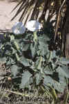 Datura.stramonium.RedRockCanyon.5350.jpg (151314 bytes)