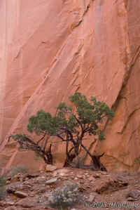 longvalley.walltexture+junipers+snag.KI8Q7551.jpg (131264 bytes)