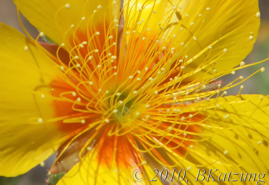 center of a blazing star